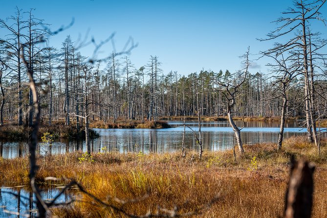 Bogs and Resorts in Jūrmala - Dzintari Forest Park, pine air, and a 36-meter view