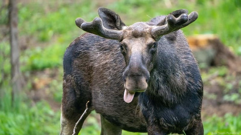 Day Trip To Gauja National Park: Animals, and Castles - Why Gauja National Park makes a fine day out