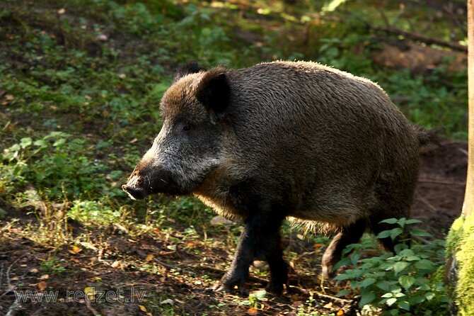 Day trip to Gauja National Park: animals, castles and a cave - Five Good Reasons to Consider This Gauja Trip