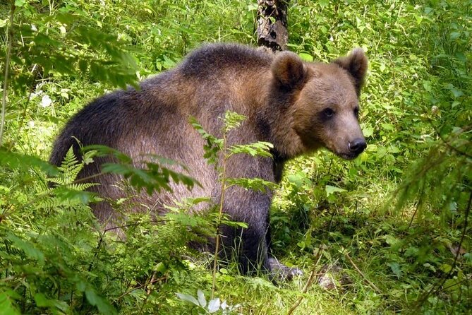 Day trip to Gauja National Park: animals, castles and a cave - Ligatne Village and Its Limestone Caves