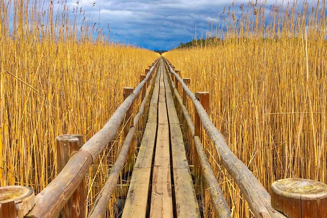 From Riga: Best of Kemeri National Park In One Day - Wet forests and sulphur springs add a stranger side of the park