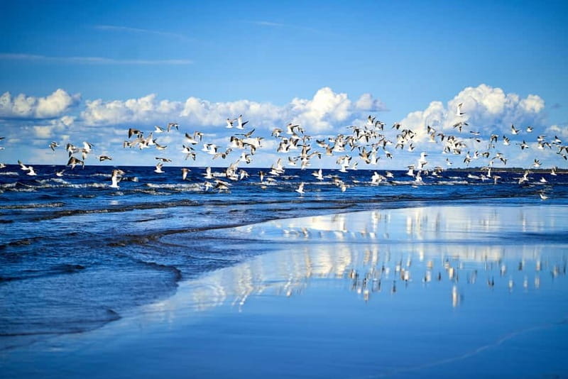From Riga: Jurmala and Great Kemeri Private Full-Day Trip - The walk through Great Kemeri Bog