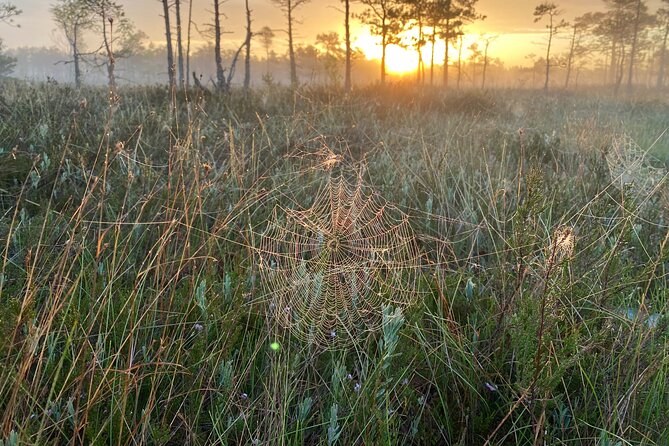 From Riga: Kemeri Bog Boardwalk and Jurmala Seaside - Transport, timing, and what to bring
