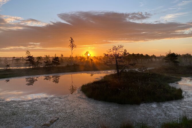 From Riga: Kemeri Bog Boardwalk and Jurmala Seaside - The Ķemeri Bog Boardwalk: Latvia’s wet side