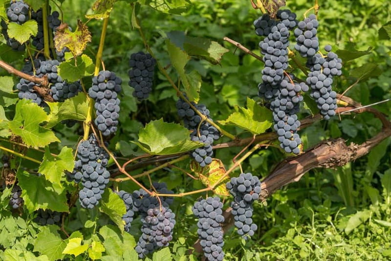 From Riga: Kuldiga UNESCO, Waterfall & Wine Day Trip - Practical advice before you book
