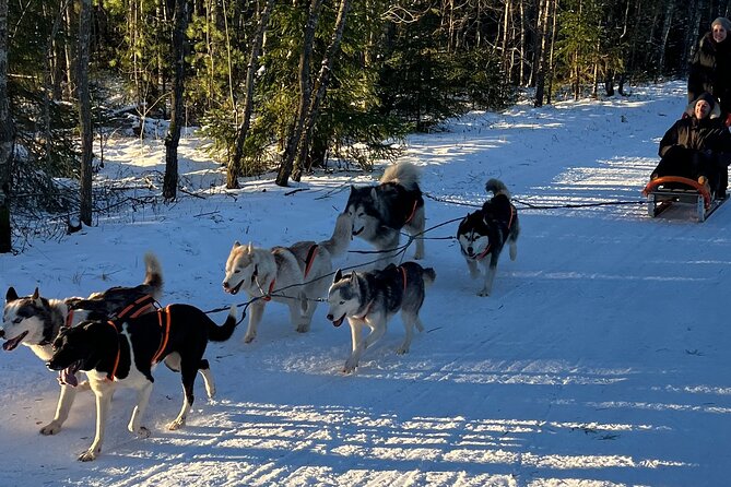 Husky dog sled/bike kart ride in Latvia ~ 3h group tour from Riga - Key points to know before booking