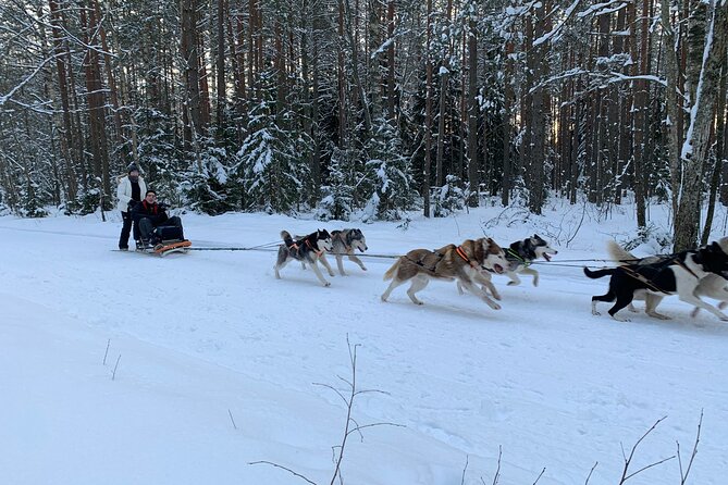 Husky dog sled/bike kart ride in Latvia ~ 3h group tour from Riga - What happens when there is no snow