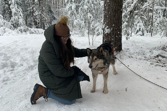 Husky dog sled/bike kart ride in Latvia ~ 3h group tour from Riga - A walk and views at Ogres Zilie Kalni