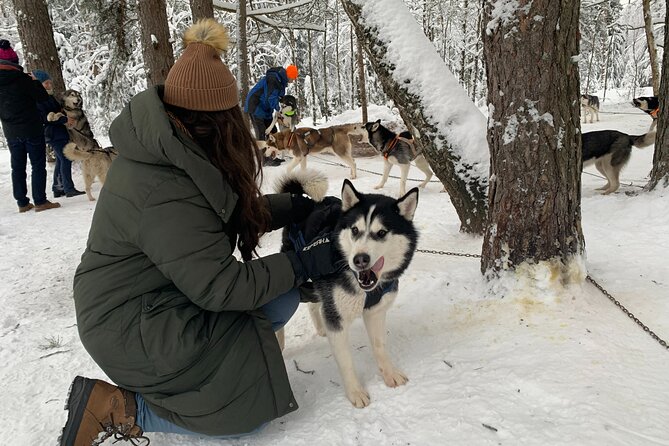 Husky dog sled/bike kart ride in Latvia ~ 3h group tour from Riga - Meeting the huskies before the ride