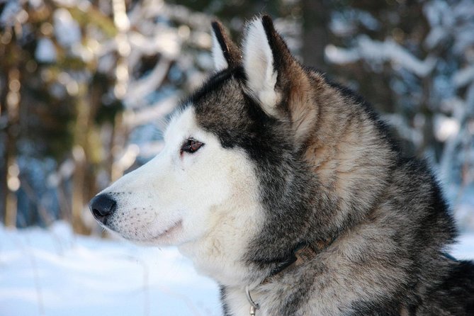Husky Dog Sledding Tour From Riga - Why this husky outing works well from Riga