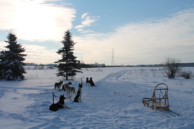 Husky Dog Sledding Tour From Riga - What happens when there is not enough snow
