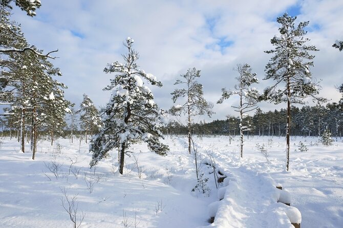 Husky Dog Sledding Tour From Riga - A warm drink, snacks, and time with the dogs