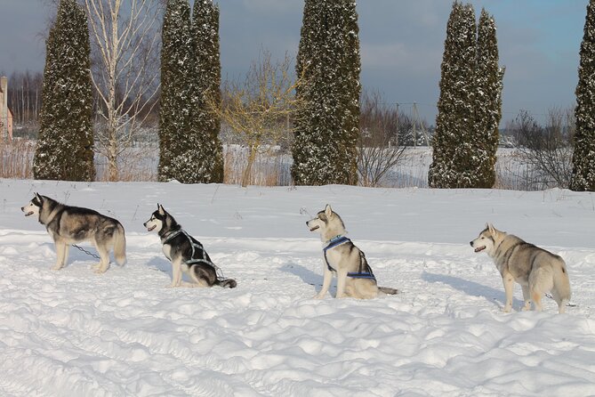 Husky Dog Sledding Tour From Riga - The forest walk at Great Kangari or Blue Hill