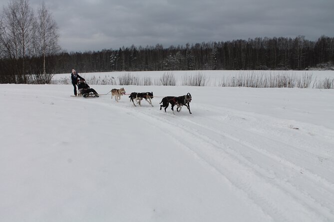 Husky Dog Sledding Tour From Riga - The price and what you receive for $174.15