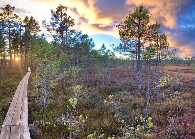 Jurmala,Kuldiga,Ragaciems Beach, Kemeri N park, Food & Drink - Why this day trip works so well