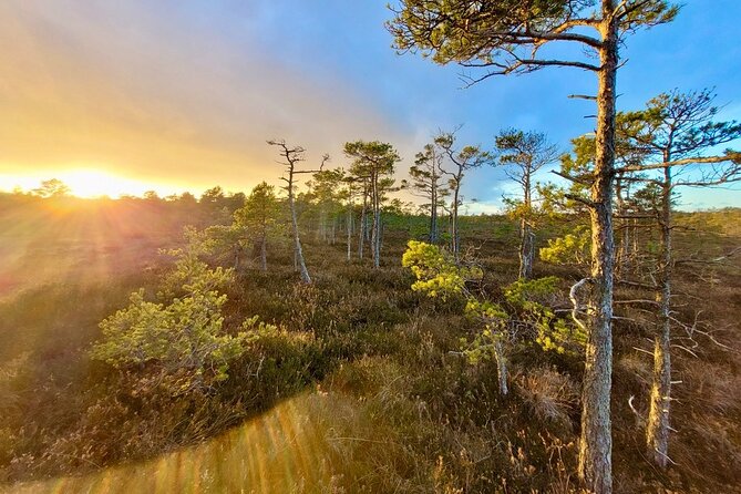 Ķemeri Bogs Adventure: Explore Wetlands In Bog Shoes - A closer look at the Ķemeri National Park route
