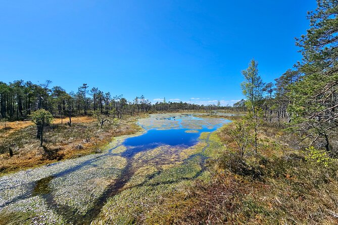 Ķemeri Bogs Adventure: Explore Wetlands In Bog Shoes - What is included for $144.60