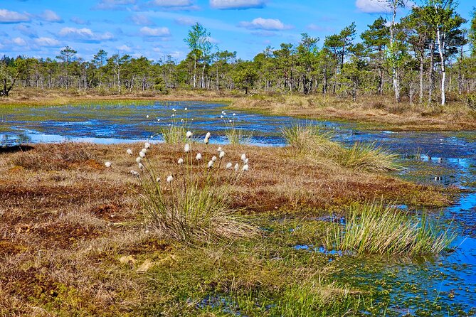Ķemeri Bogs Adventure: Explore Wetlands In Bog Shoes - The best and hardest parts of the experience