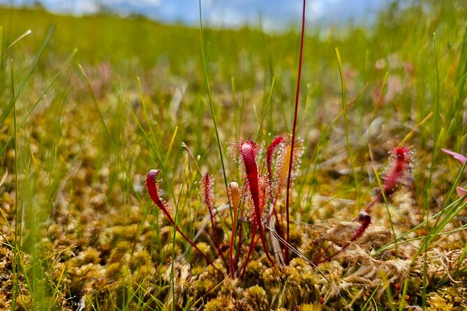 Ķemeri Great Bog Discovery With Optional Sunrise & Jūrmala Visit - What makes a raised bog different