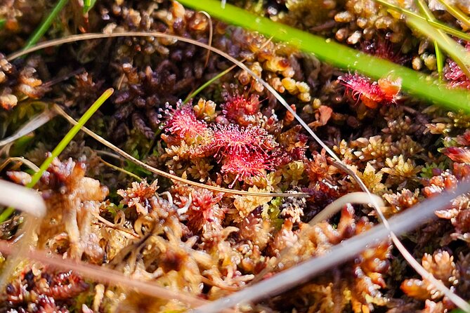 Ķemeri Great Bog Discovery With Optional Sunrise & Jūrmala Visit - Is $138.55 good value for a half day?