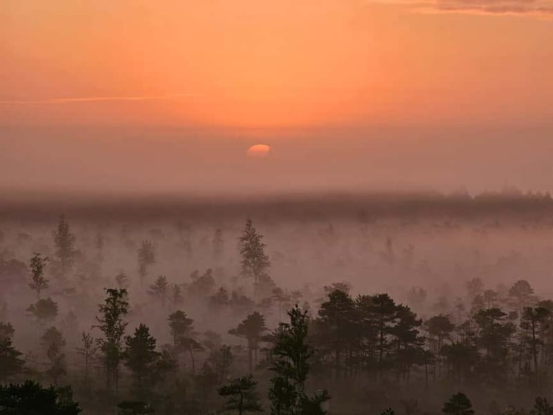Ķemeri Great Bog With Optional Sunrise & Jūrmala Visit - The swamp forests before the ride home
