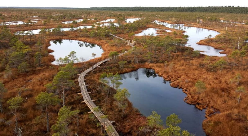 Kemeri National Park & Baltic Seaside Tour Bog Boardwalk - The picnic adds a local touch