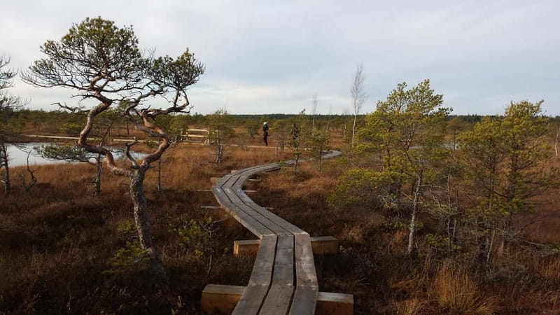 Kemeri National Park & Baltic Seaside Tour Bog Boardwalk - The sulfur spring and the shorter walks