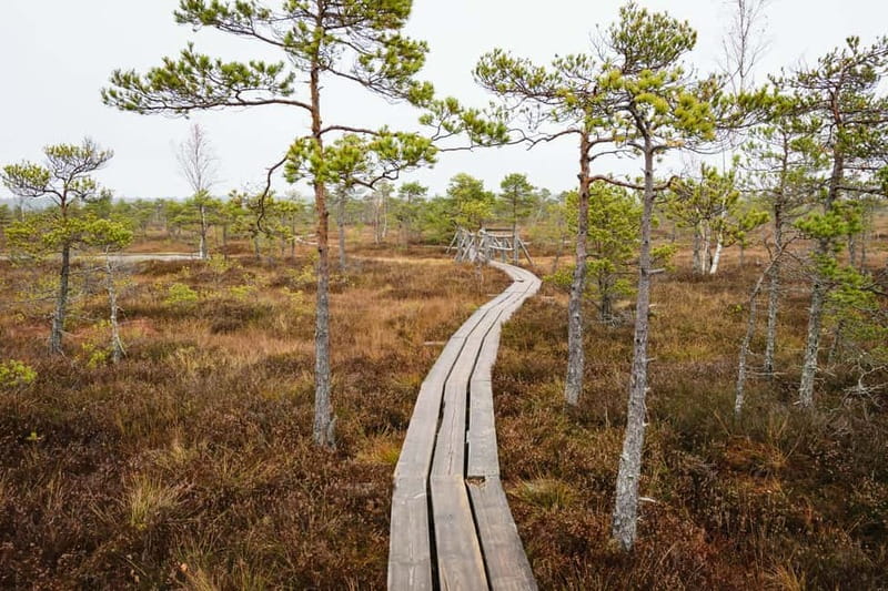 Kemeri National Park & Baltic Seaside Tour Bog Boardwalk - Walking the ancient bog boardwalk