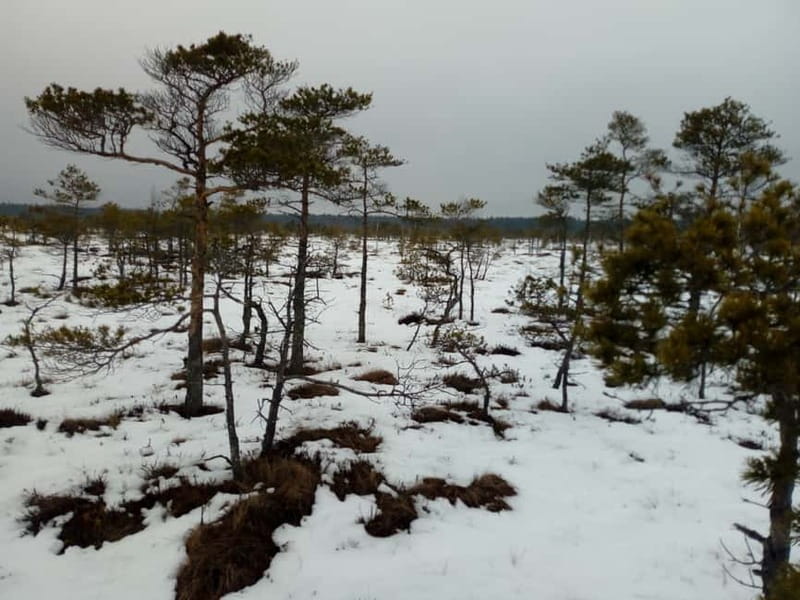 Kemeri National Park Bog Trail near Riga - Key points to know before booking