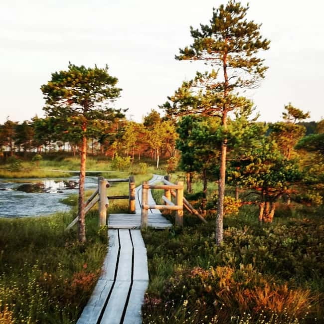 Kemeri National Park Bog Trail near Riga - The 8-meter tower gives the bog its best view