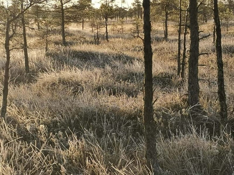 Kemeri National Park Bog Trail near Riga - Armands makes the small group matter