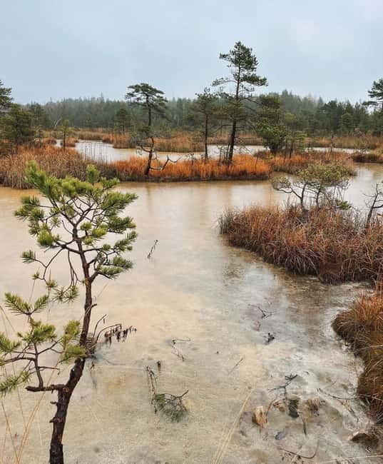 Latvian Landscapes: Kemeri & Jurmala Guided Tour - Who will get the most from this outing?