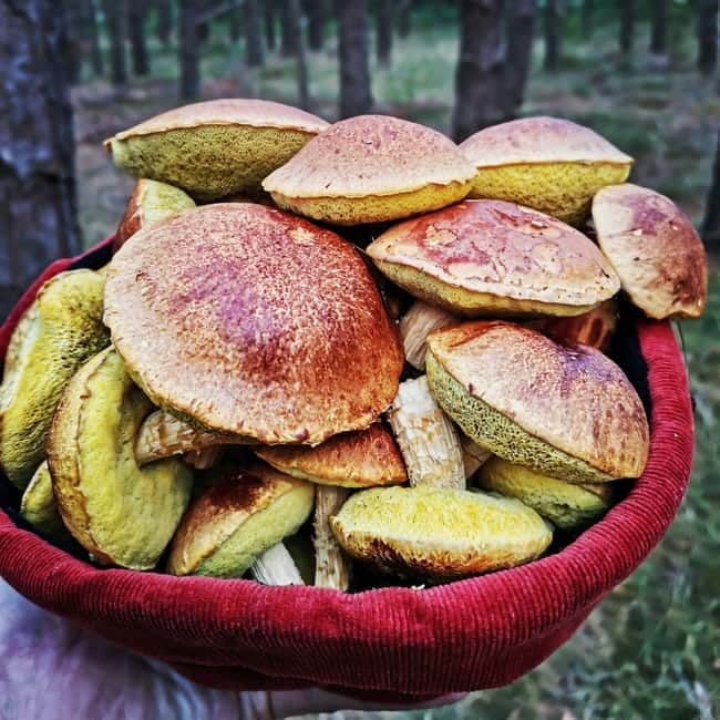 Mushroom picking in the forests near Riga - Why mushroom picking near Riga feels different