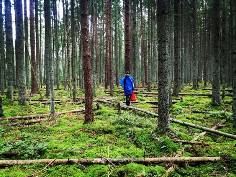 Mushroom picking in the forests near Riga - Learning what belongs in your basket