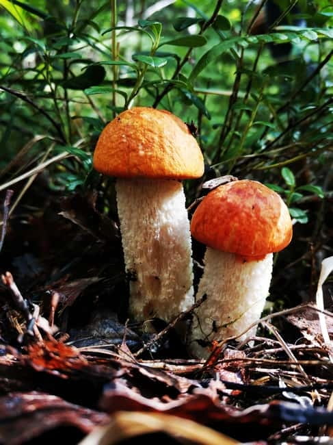 Mushroom picking in the forests near Riga - Searching the forest, one patch at a time