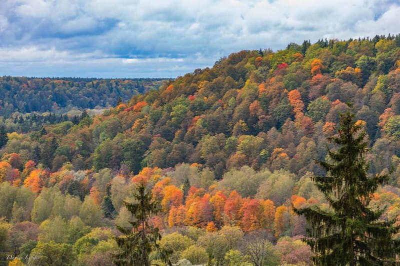 Mushroom picking in the forests near Riga - From basket to Latvian-style meal