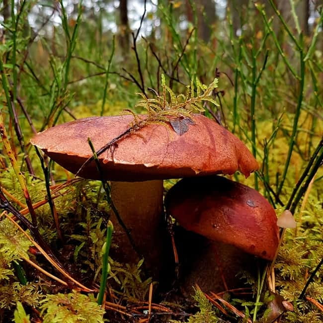 Mushroom picking in the forests near Riga - What the small group changes