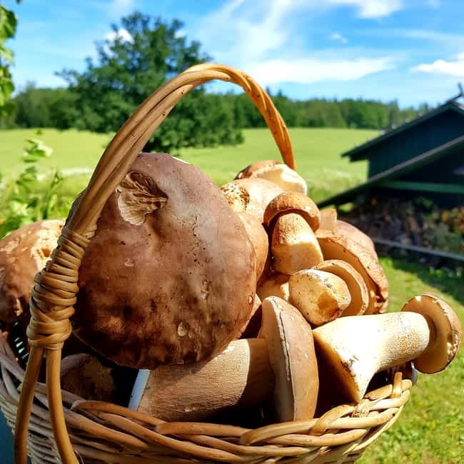 Mushroom picking in the forests near Riga - What to wear and bring