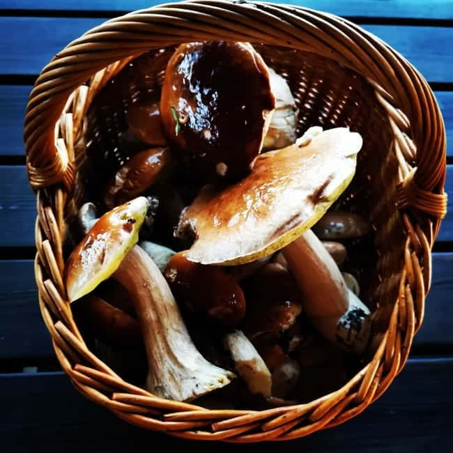 Mushroom picking in the forests near Riga - Meeting Armands and leaving Riga
