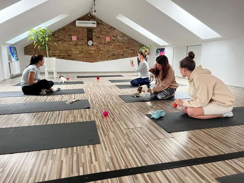 Puppy Yoga in Riga - Why Puppy Yoga Works in Riga