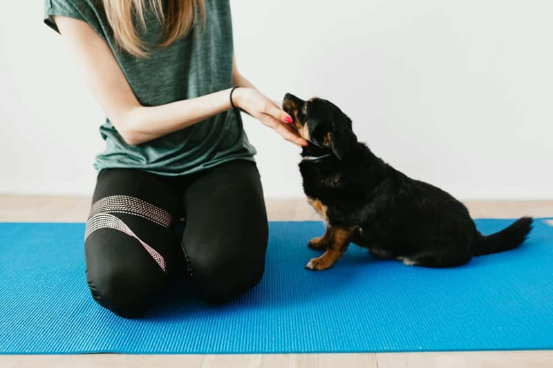 Puppy Yoga in Riga - Language, Arrival, and Planning Tips
