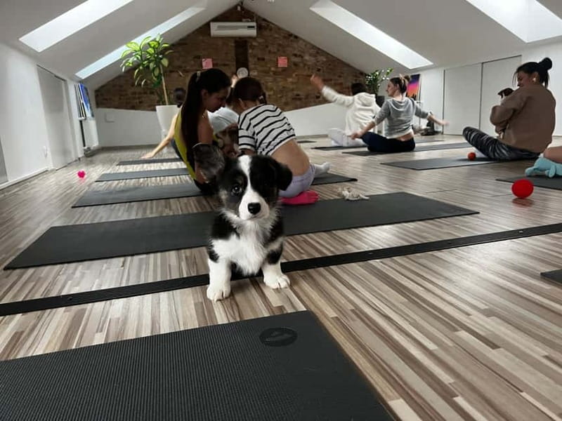Puppy Yoga in Riga - Starting Near Riga Central Market