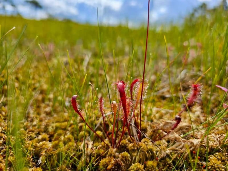 Riga: Best of Kemeri National Park In One Day - Wet Ķemeri forest and sulfur springs