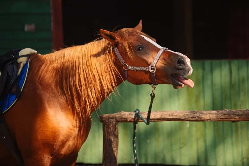 Riga Horse Riding tour along the Beach - The private format makes the ride easier