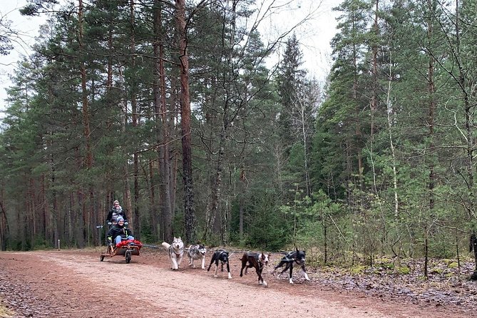 Ultimate Husky dog sledding experience in Latvia - Private tour from Riga - Key points before you book