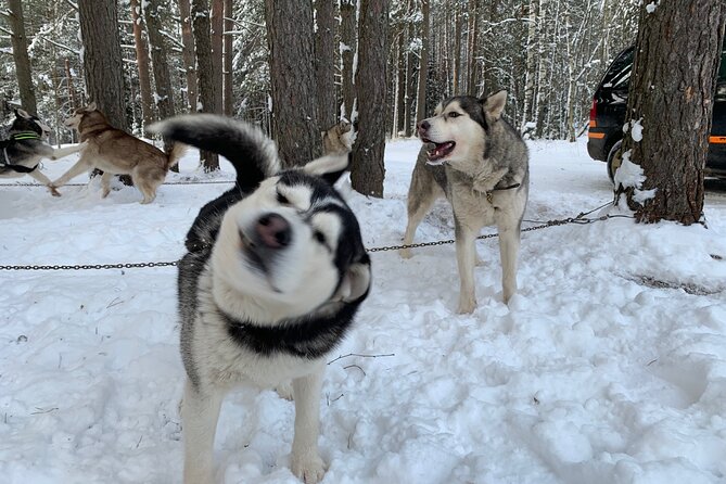 Ultimate Husky dog sledding experience in Latvia - Private tour from Riga - Taking the sled, or the bike cart