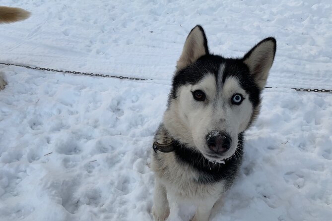 Ultimate Husky dog sledding experience in Latvia - Private tour from Riga - When snow disappears, wheels take over