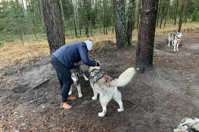 Ultimate Husky dog sledding experience in Latvia - Private tour from Riga - Walking to the fire-watch tower