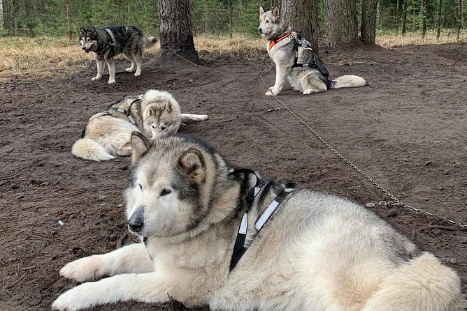 Ultimate Husky dog sledding experience in Latvia - Private tour from Riga - Warm drinks, gingerbread, and local touches