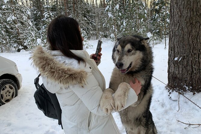 Ultimate Husky dog sledding experience in Latvia - Private tour from Riga - What the guides add to the day